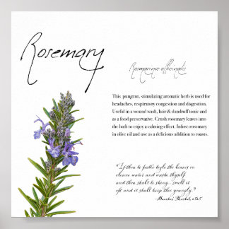 Herbal Apothecary: Rosemary | Botanical Poster