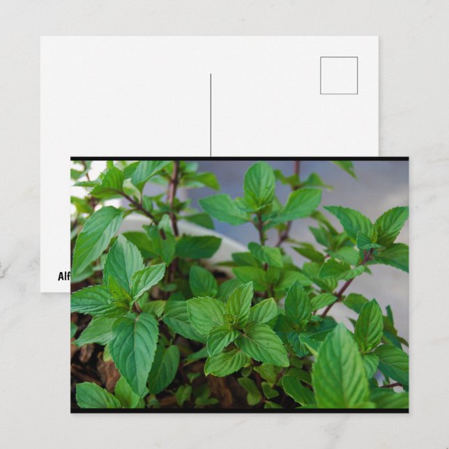 Herbal Mint Plant Postcard (Front/Back)