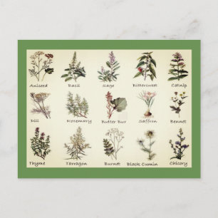 Herbs and Spices full colour illustrations Postcard
