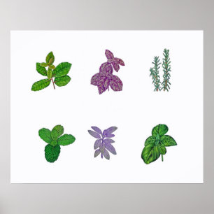 Herbs in watercolour poster