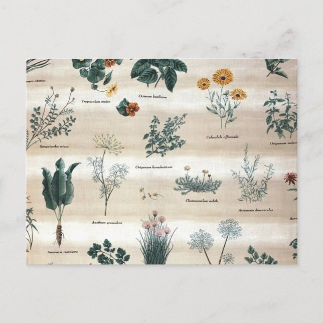 Herbs Plants Flowers Postcard (Front)