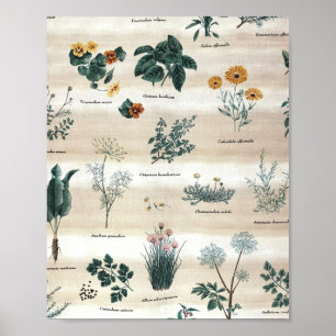 Herbs Plants Flowers Poster
