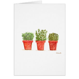 Herbs thyme rosemary mint