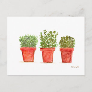 Herbs thyme rosemary mint postcard