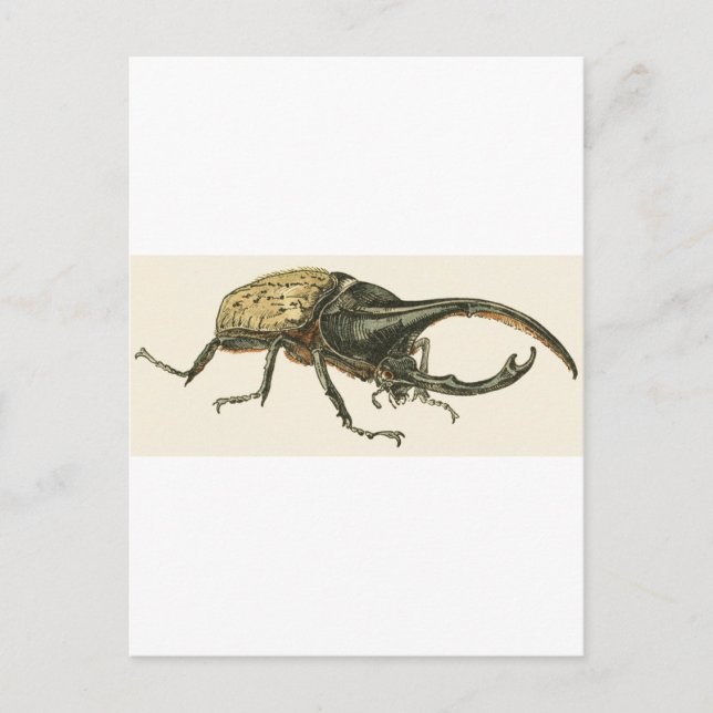 Hercules Beetle Postcard (Front)