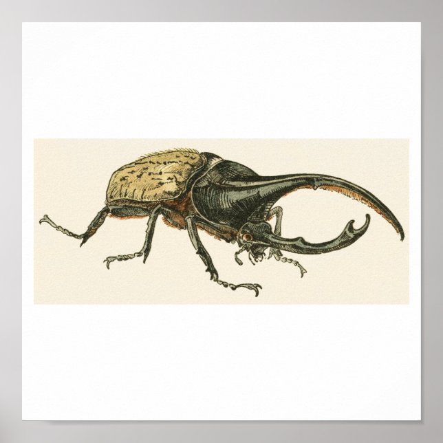 Hercules Beetle Poster (Front)