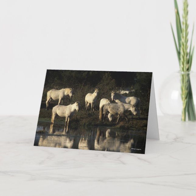 Herd Camargue Ponies Standing In Water Card (Front)