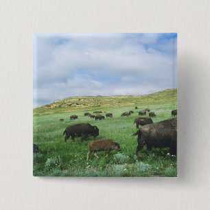 Herd of bison graze prairie grass at Theodore 15 Cm Square Badge