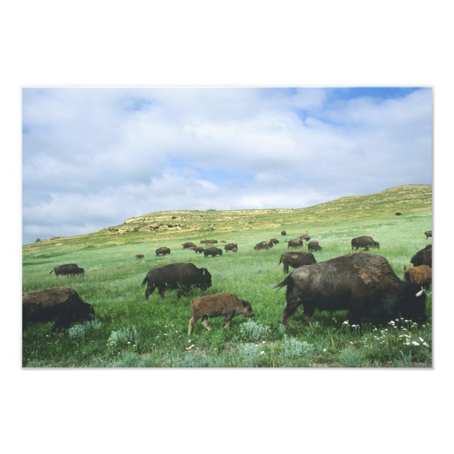 Herd of bison graze prairie grass at Theodore Photo Print (Front)