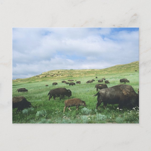 Herd of bison graze prairie grass at Theodore Postcard (Front)