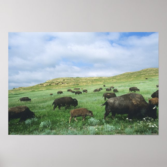 Herd of bison graze prairie grass at Theodore Poster (Front)