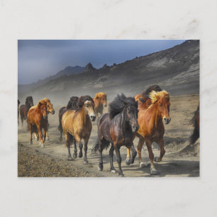 Herd of Black and Brown Horses Postcard