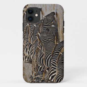Herd of Burchell's Zebras drinking from Mara iPhone 11 Case