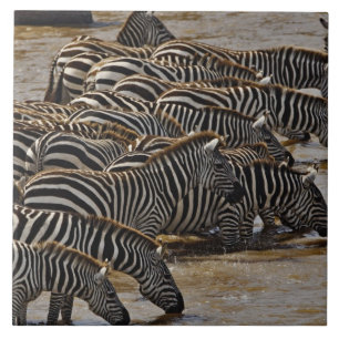 Herd of Burchell's Zebras drinking from Mara Ceramic Tile