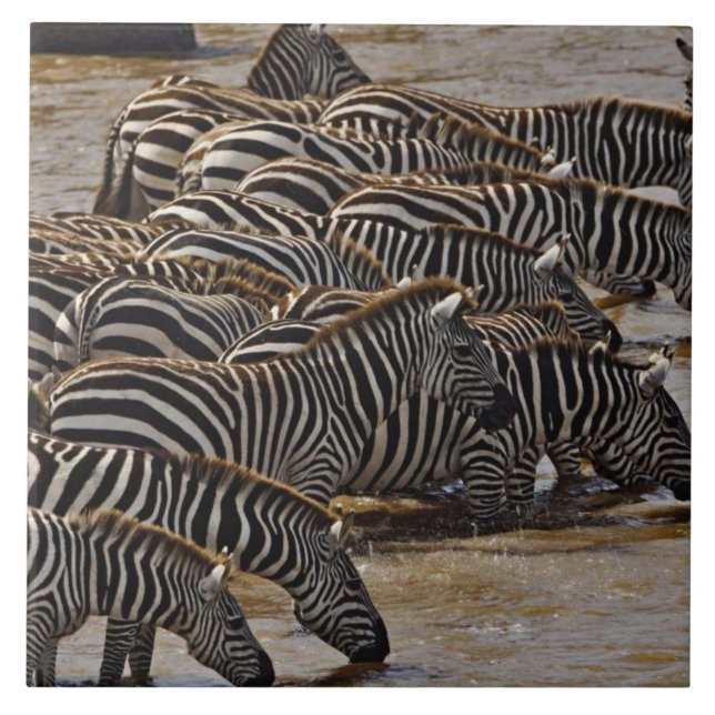 Herd of Burchell's Zebras drinking from Mara Ceramic Tile (Front)