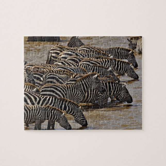 Herd of Burchell's Zebras drinking from Mara Jigsaw Puzzle (Horizontal)