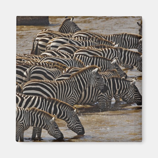 Herd of Burchell's Zebras drinking from Mara Magnet (Front)