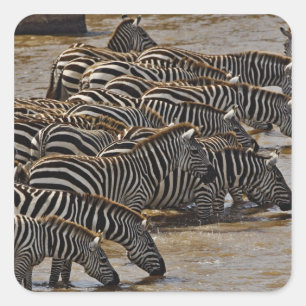 Herd of Burchell's Zebras drinking from Mara Square Sticker