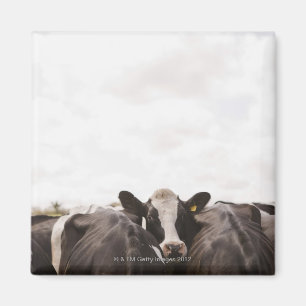 Herd of cattle and overcast sky 2 magnet