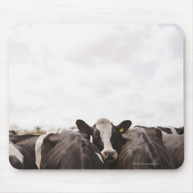 Herd of cattle and overcast sky 2 mouse pad (Front)