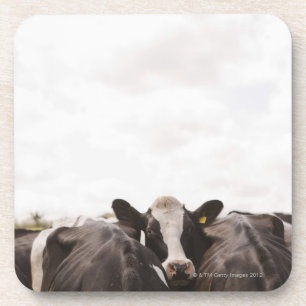 Herd of cattle and overcast sky coaster