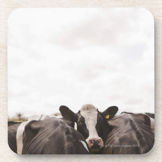 Herd of cattle and overcast sky coaster (Front)
