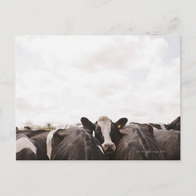 Herd of cattle and overcast sky postcard (Front)