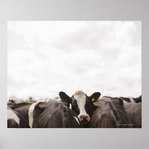 Herd of cattle and overcast sky poster