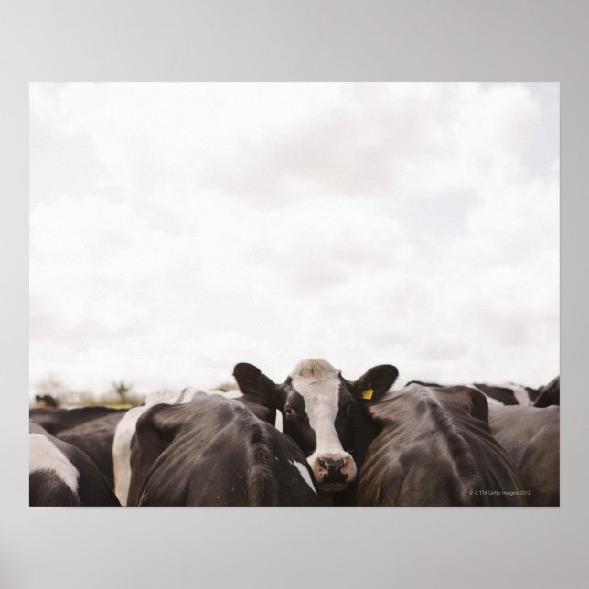 Herd of cattle and overcast sky poster (Front)