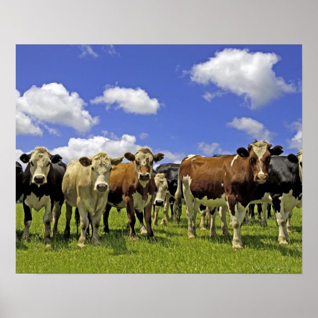 Herd of cattle and overcast sky poster (Front)