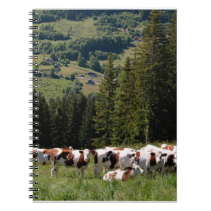 Herd of cows grazing in French Alps Postcard Squar Notebook