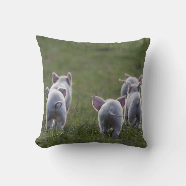 Herd of cute Piglets on pillow (Front)