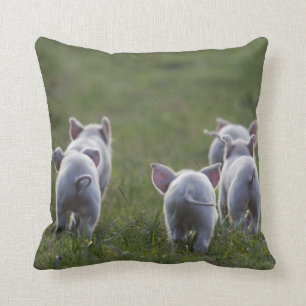 Herd of cute Piglets on pillow