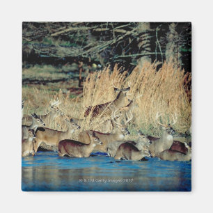 Herd of deer 2 magnet