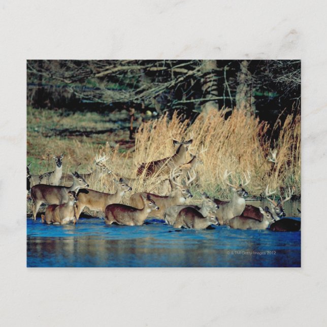 Herd of deer 2 postcard (Front)