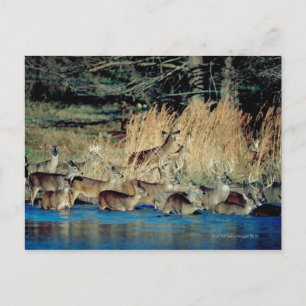 Herd of deer 2 postcard