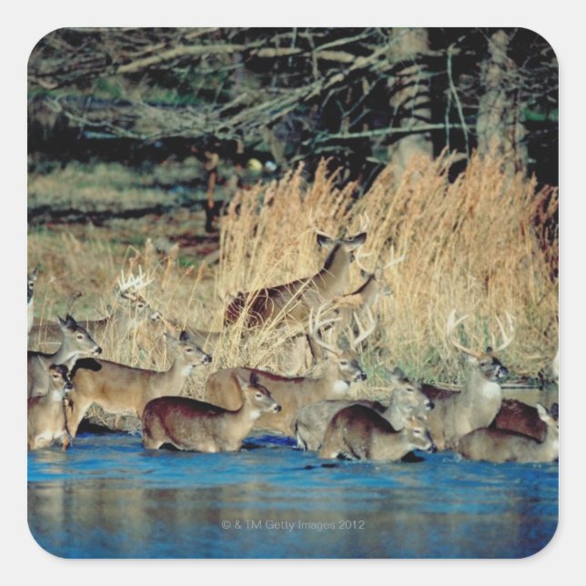 Herd of deer 2 square sticker (Front)