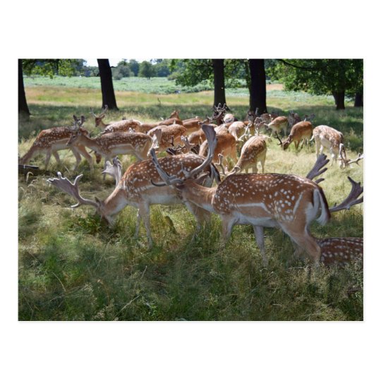 Herd of deer in a park postcard