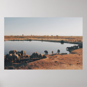 HERD OF ELEPHANT DRINKING WATER FROM LAKE POSTER