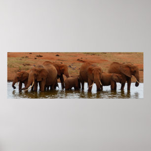 Herd of Elephants at a Water Hole Poster