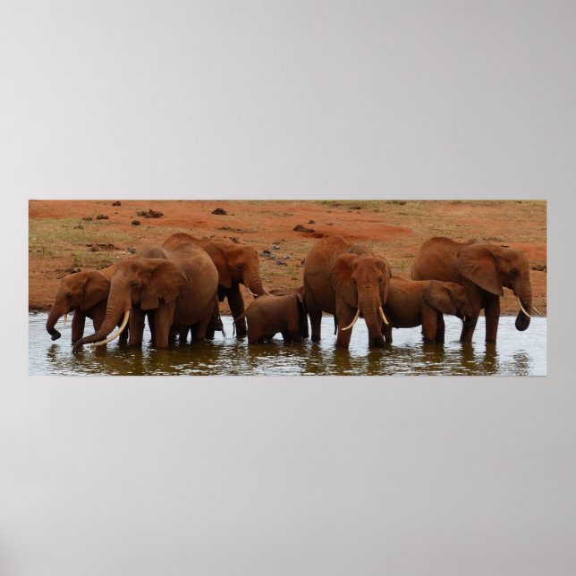 Herd of Elephants at a Water Hole Poster (Front)