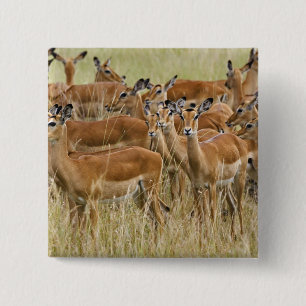Herd of female Impala, Masai Mara, Kenya. 15 Cm Square Badge