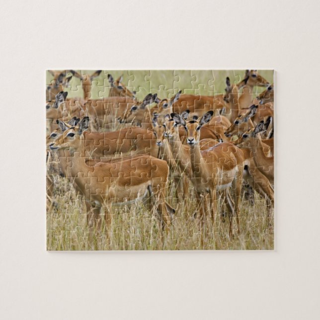 Herd of female Impala, Masai Mara, Kenya. Jigsaw Puzzle (Horizontal)