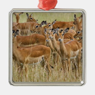 Herd of female Impala, Masai Mara, Kenya. Metal Tree Decoration