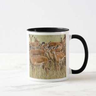 Herd of female Impala, Masai Mara, Kenya. Mug