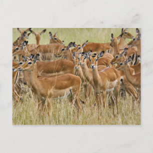 Herd of female Impala, Masai Mara, Kenya. Postcard