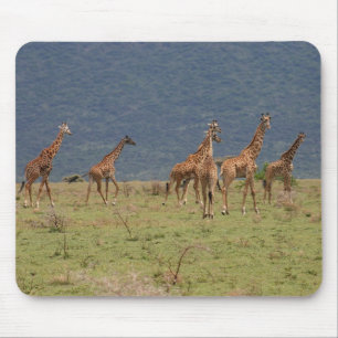 Herd of Giraffes Mouse Pad
