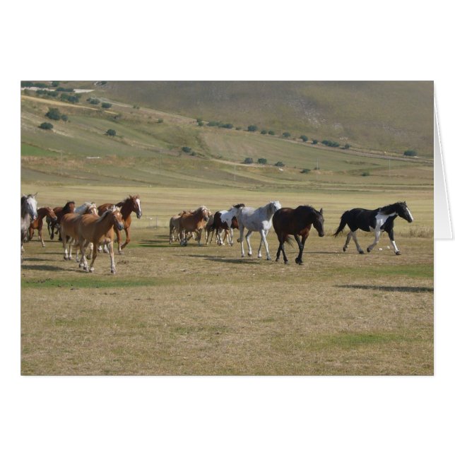 Herd of Horses (Front Horizontal)