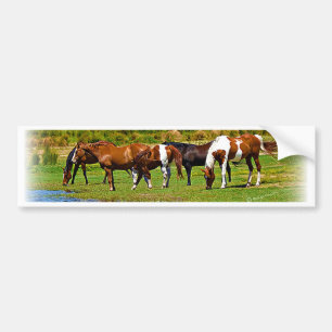 Herd of Horses Bumper Sticker
