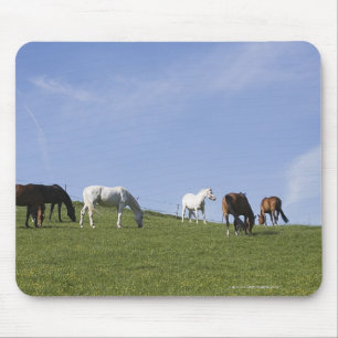 herd of horses on meadow mouse pad
